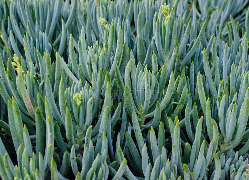 Modèle succulent décoratif d'arbuste photographie stock Modèle succulent décoratif d'arbuste photographie stock