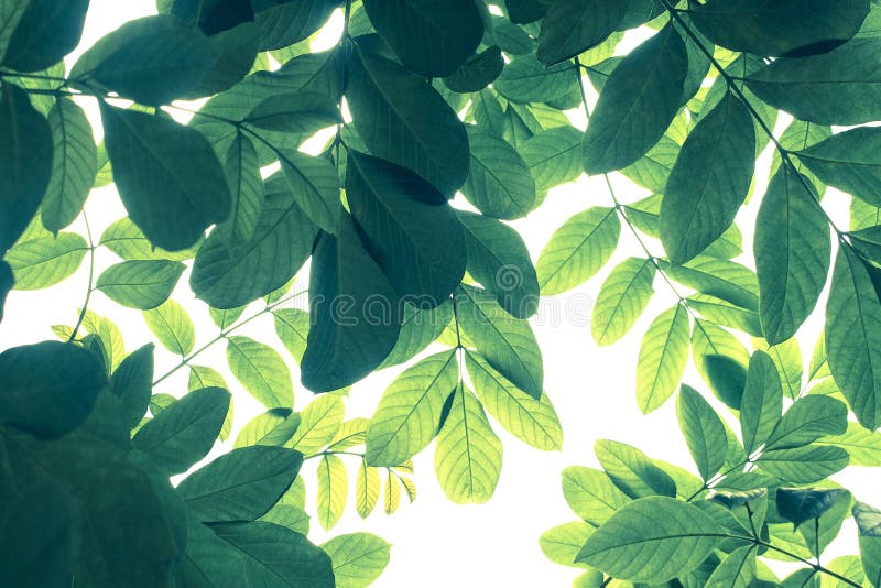 Modèle vert de feuille dans le ton froid sur le fond blanc, créatine de nature photo stock Modèle vert de feuille dans le ton froid sur le fond blanc, créatine de nature photo stock