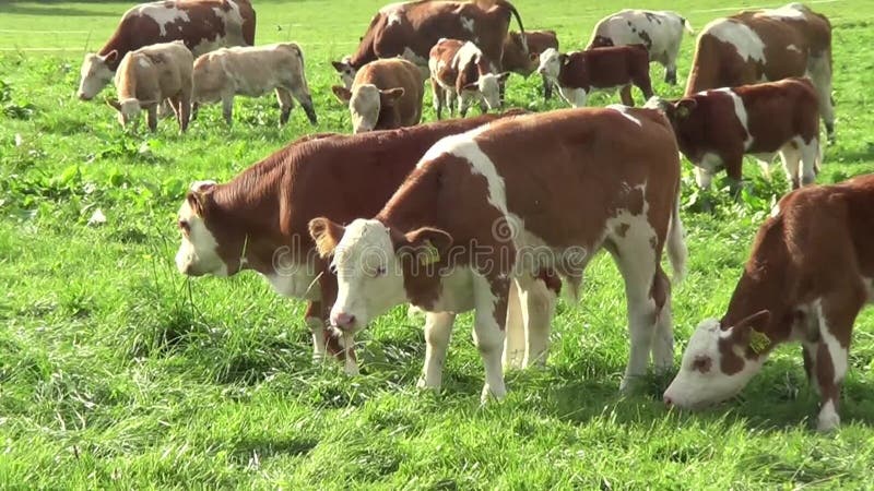 Moeder en Babykoeien op de weide