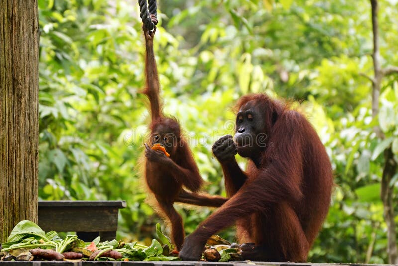 Moeder en babyorangoetansrehabilitatie Borneo, Maleisië