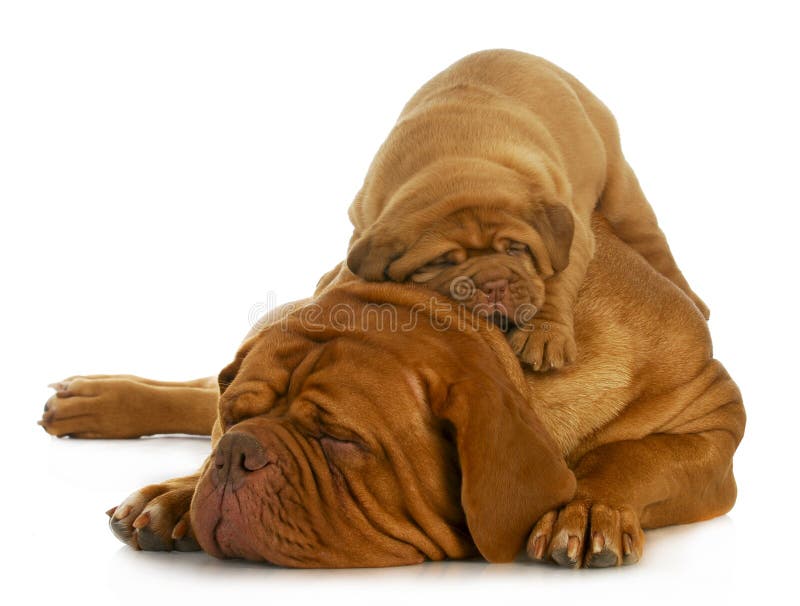 Mother and puppy - dogue de bordeaux mother and four week old puppy isolated on white background. Mother and puppy - dogue de bordeaux mother and four week old puppy isolated on white background