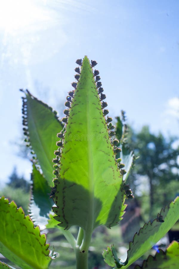 Moeder van Duizenden, Mexicaanse Hoedeninstallatie, Kroonluchterinstallatie, Kalanchoe, blad met uiterst kleine plantlets kalanch stock foto's Moeder van Duizenden, Mexicaanse Hoedeninstallatie, Kroonluchterinstallatie, Kalanchoe, blad met uiterst kleine plantlets kalanch stock foto's