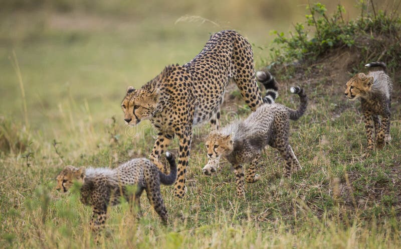 Moederjachtluipaard en haar welpen in de savanne kenia tanzania afrika Nationaal Park serengeti Maasai Mara royalty-vrije stock foto Moederjachtluipaard en haar welpen in de savanne kenia tanzania afrika Nationaal Park serengeti Maasai Mara royalty-vrije stock foto