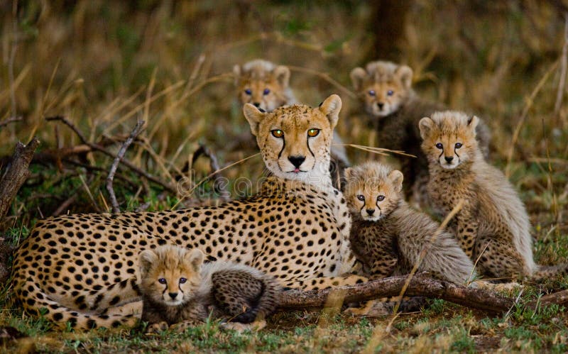 Moederjachtluipaard en haar welpen in de savanne kenia tanzania afrika Nationaal Park serengeti Maasai Mara stock fotografie Moederjachtluipaard en haar welpen in de savanne kenia tanzania afrika Nationaal Park serengeti Maasai Mara stock fotografie