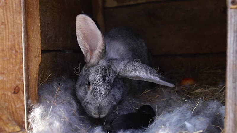 Moederkonijn met kleine mooie konijnen zit in een kooi.