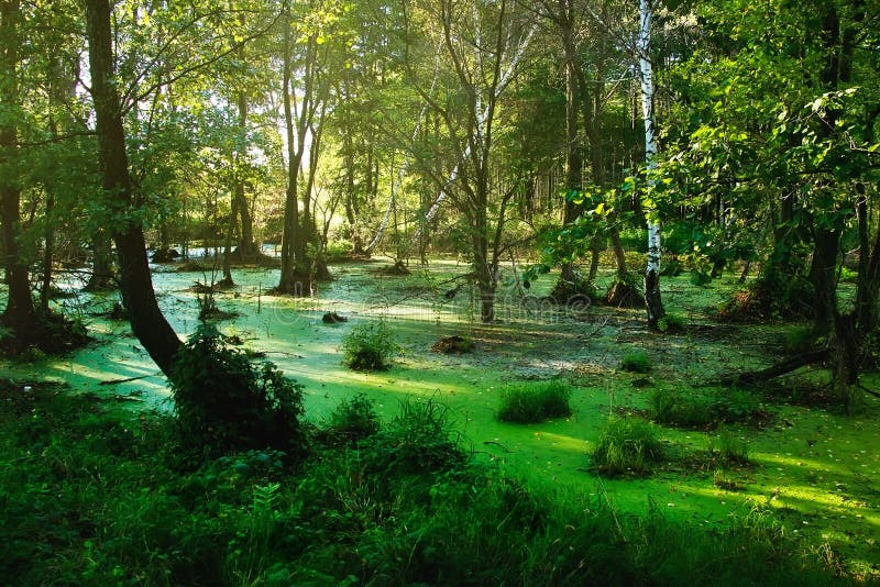 Moeras in het de zomer bos Boslandschap in zonnige avond royalty-vrije stock fotografie Moeras in het de zomer bos Boslandschap in zonnige avond royalty-vrije stock fotografie
