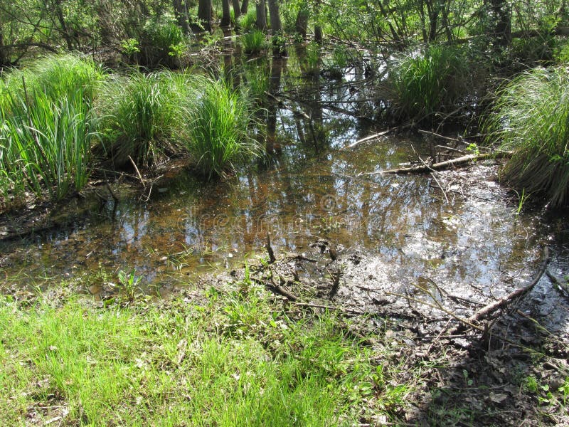 Moeraslandschap met bezinningen van bomen in een moerasvijver Toscanië, Italië royalty-vrije stock afbeelding Moeraslandschap met bezinningen van bomen in een moerasvijver Toscanië, Italië royalty-vrije stock afbeelding
