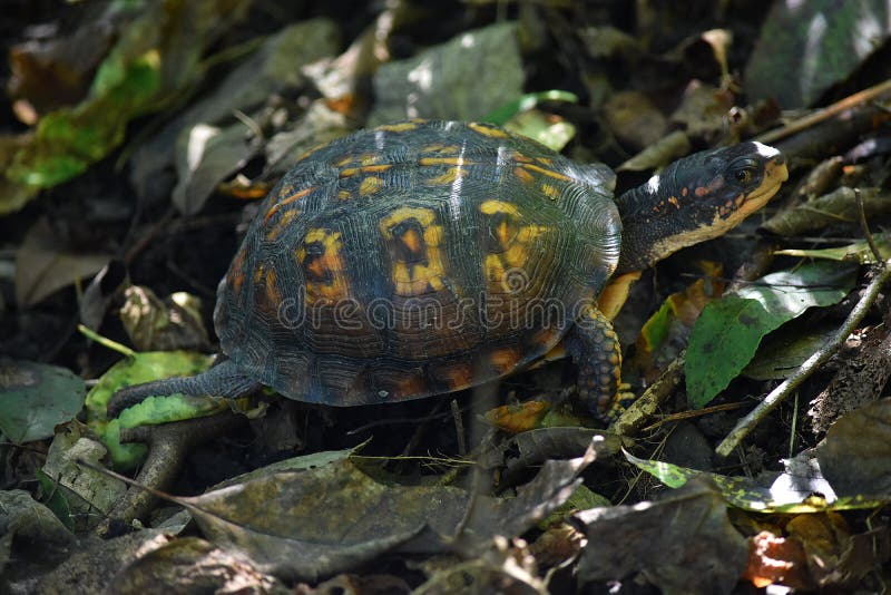 Moerasschildpad Moseying royalty-vrije stock fotografie Moerasschildpad Moseying royalty-vrije stock fotografie