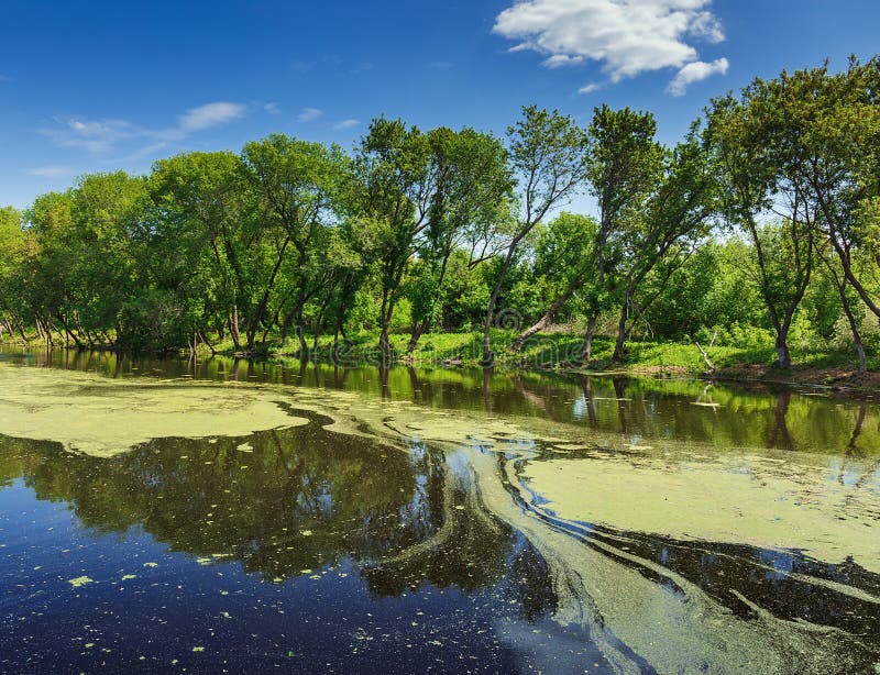 Moerassig meer stock afbeeldingen