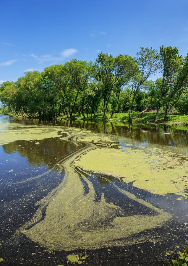 Moerassig meer stock fotografie