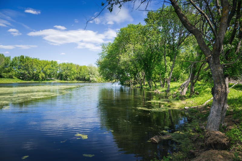 Moerassig meer royalty-vrije stock foto