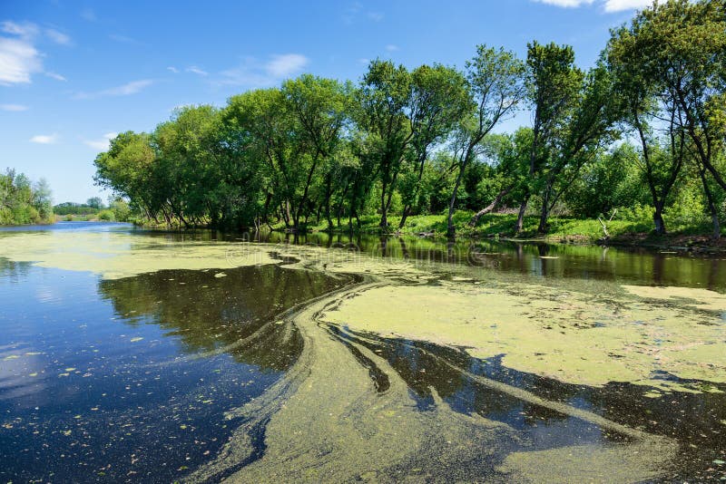Moerassig meer royalty-vrije stock afbeelding