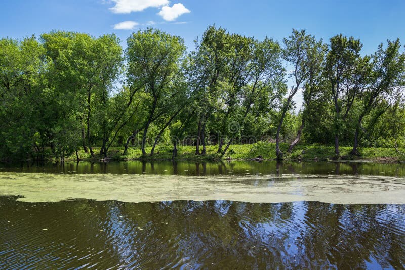 Moerassig meer royalty-vrije stock foto