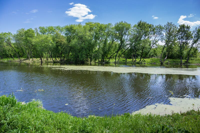 Moerassig meer stock foto's