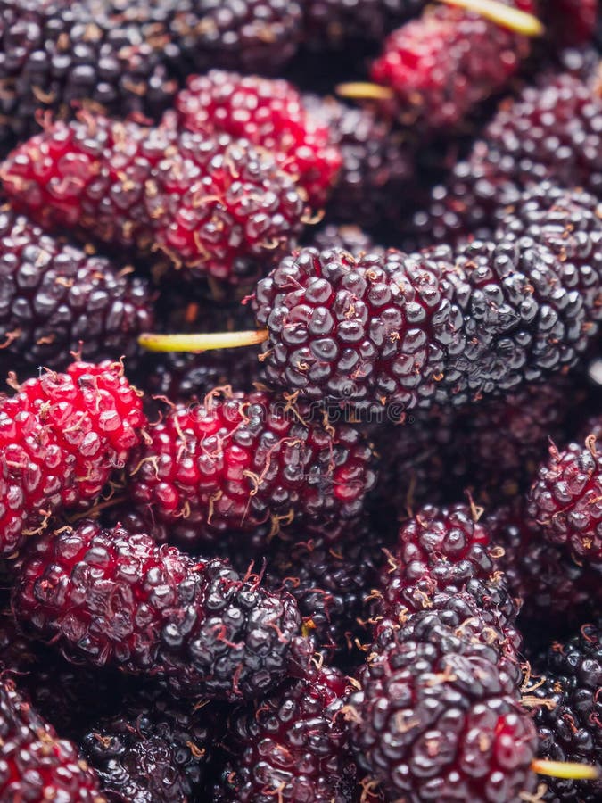 Moerbeiboom dichte omhooggaande achtergrond royalty-vrije stock fotografie