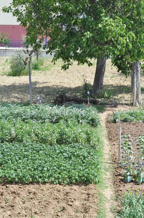 Moestuin royalty-vrije stock afbeeldingen