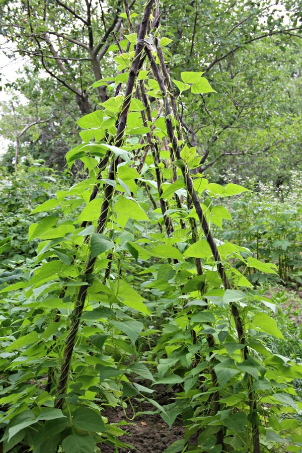 Moestuin stock fotografie