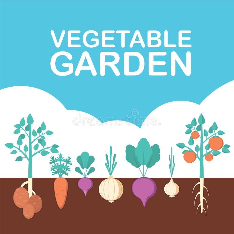 Moestuinbanner Organisch en Gezond voedsel Affiche met wortel veggies stock illustratie Moestuinbanner Organisch en Gezond voedsel Affiche met wortel veggies stock illustratie