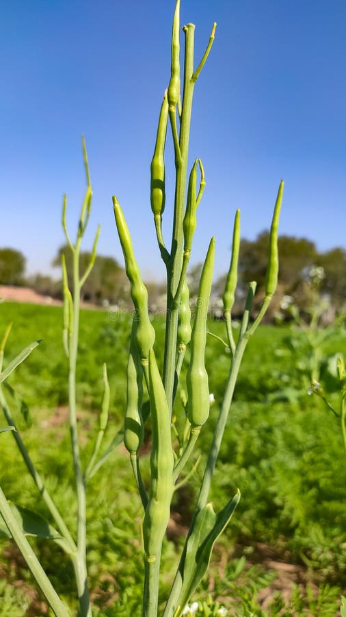 Radish Pods Raphanus Sativus Silique Isolated on White Stock Photo