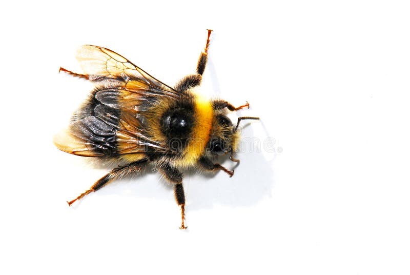 Mogeln Sie Biene durch