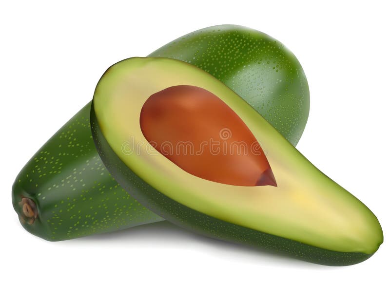 Mogen avokado vektor illustrationer