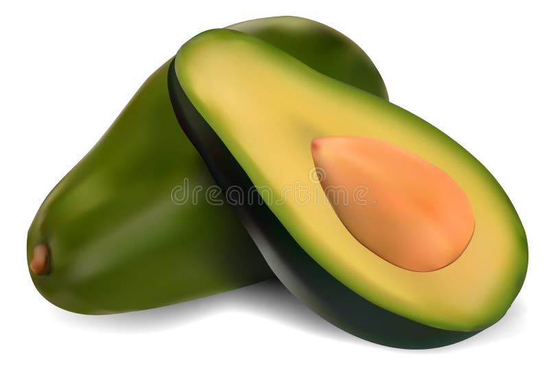 Mogen avokado royaltyfri illustrationer