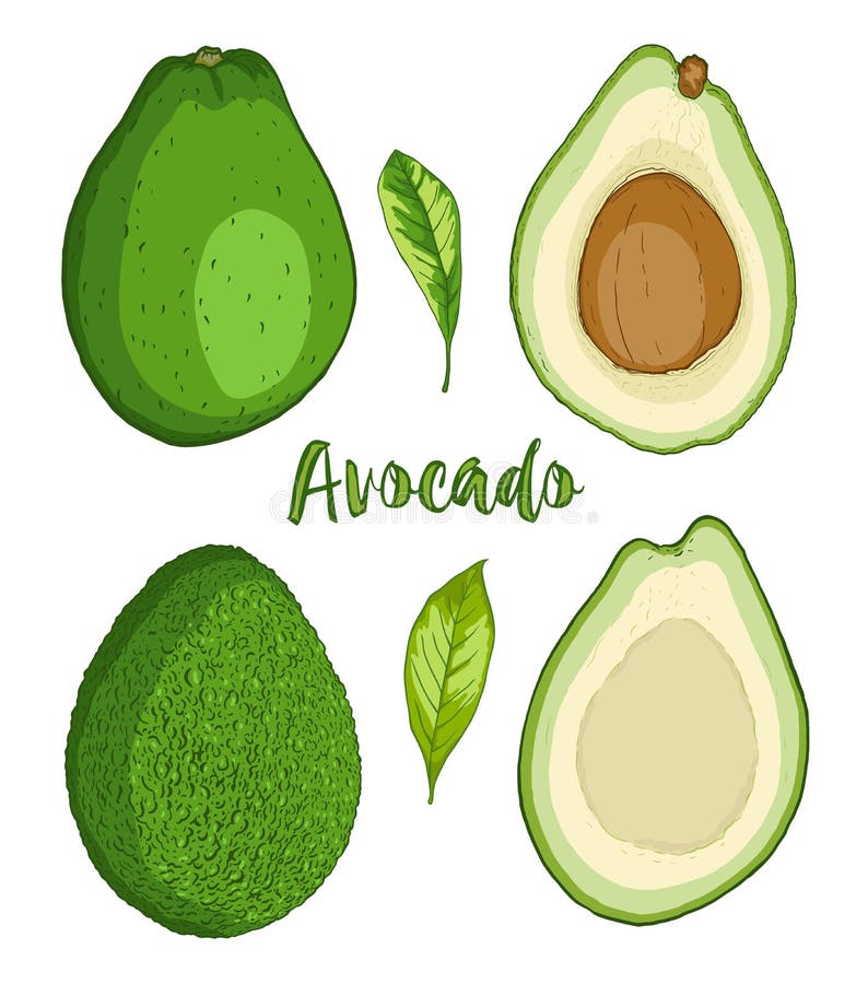 Mogen avokadofrukt på en vit bakgrund stock illustrationer