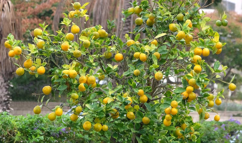 Mogen frukt på det orange trädet i fyrkanten av staden av Holon i Israel arkivfoto Mogen frukt på det orange trädet i fyrkanten av staden av Holon i Israel arkivfoto