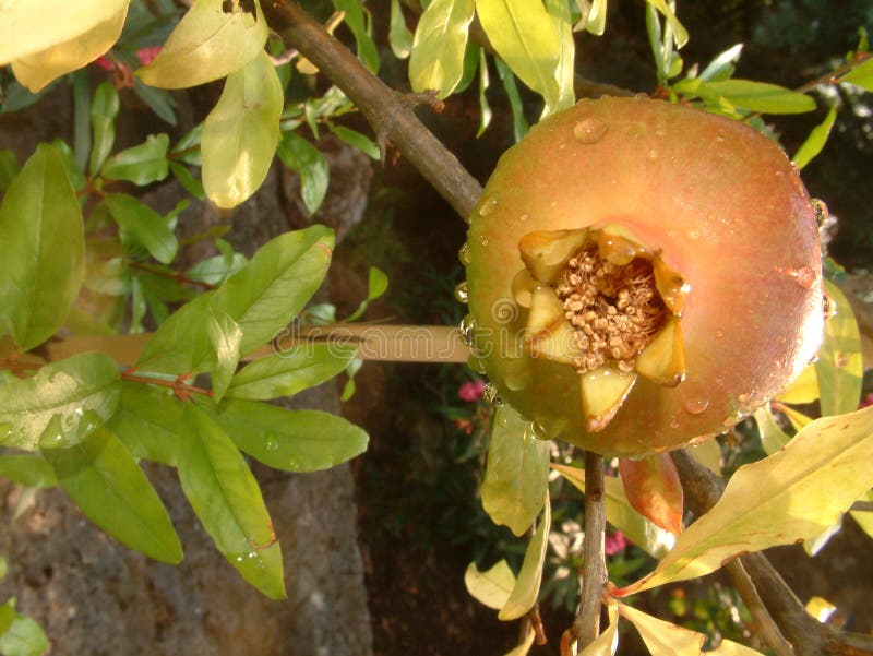 Mogen fruktpomegranate arkivfoton