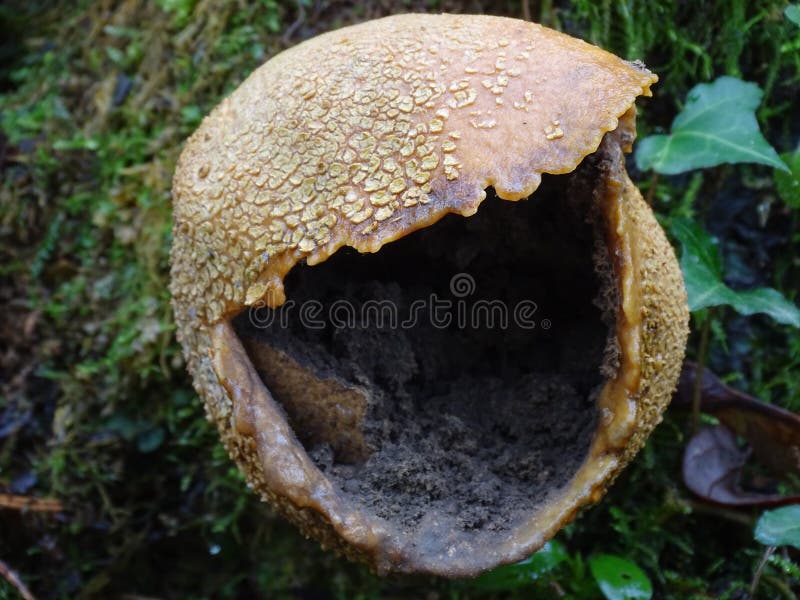 Common earth-ball, Scleroderma citrinum, having reached maturity spreading it`s spores into the forest. Common earth-ball, Scleroderma citrinum, having reached maturity spreading it`s spores into the forest.