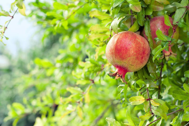 Mogen pomegranate för filialfruktfruktträdgård fotografering för bildbyråer
