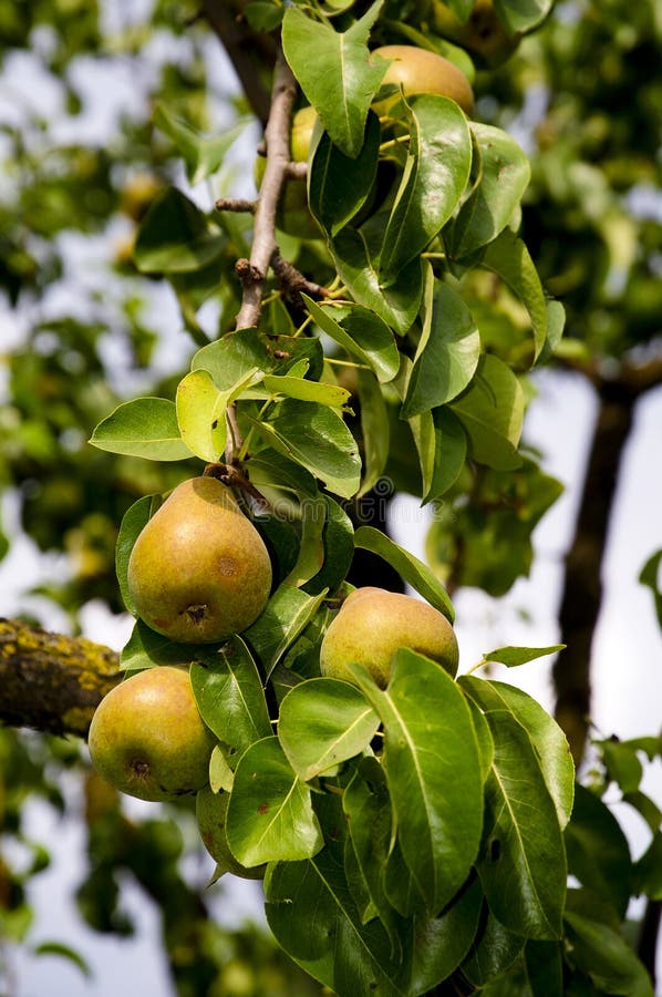 Mogen sommar för filialpears arkivbild