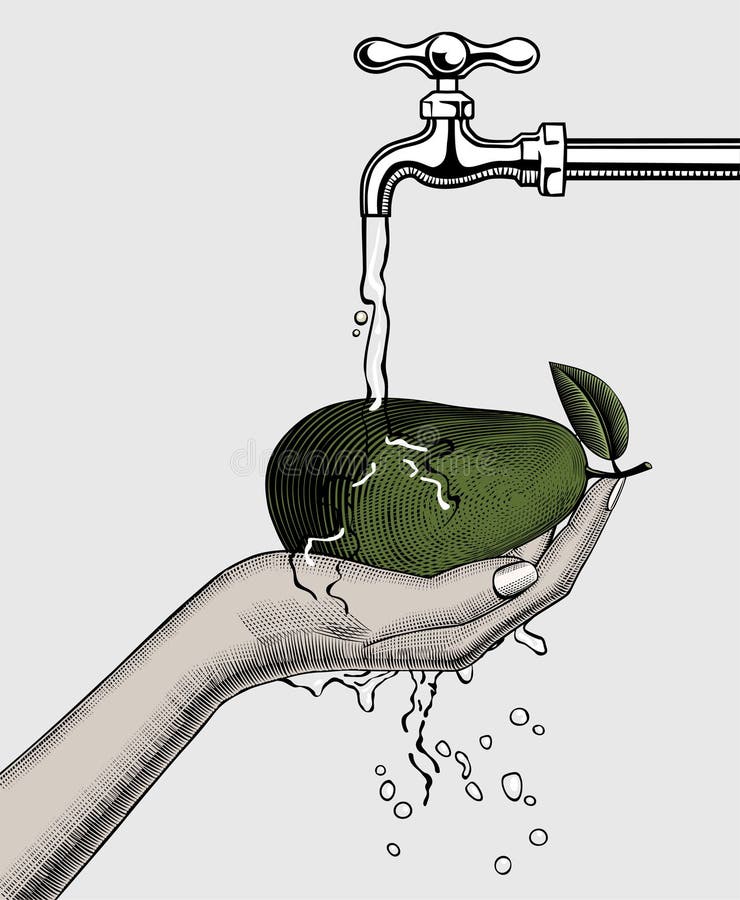 Mogna avokado i en kvinnlig hand på vit bakgrund. en hand tvättar en avokado under en vattenkran vektor illustrationer