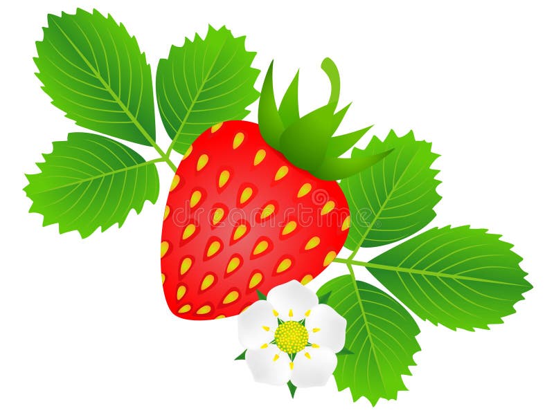 Mogna jordgubbar med blomman och sidor på en vit bakgrund royaltyfri illustrationer