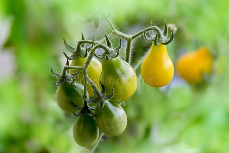 Mognande gula pärontomater arkivfoto Mognande gula pärontomater arkivfoto