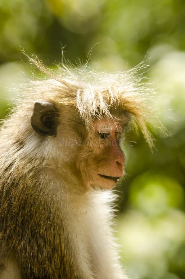 monkey with random haircut, | Stable Diffusion