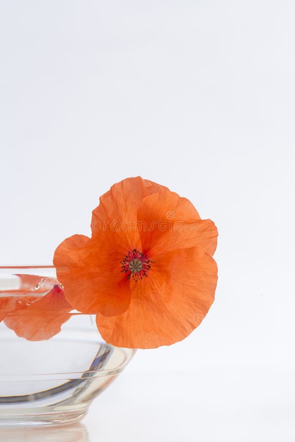 Mohnblume in der Glasschale lizenzfreie stockfotografie Mohnblume in der Glasschale lizenzfreie stockfotografie