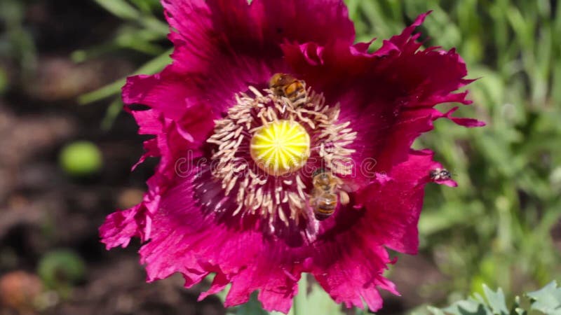 Mohnblume mit Bienen eines Honigs, Mohnblumenblumen schließen herauf Mohnblumenkopf
