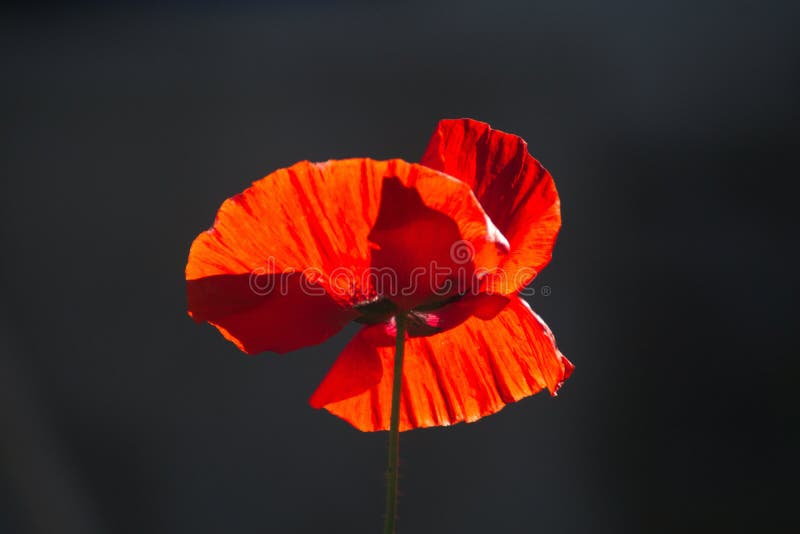 Mohnblume stockbild. Bild von lateinisch, garten, amerika 159176841