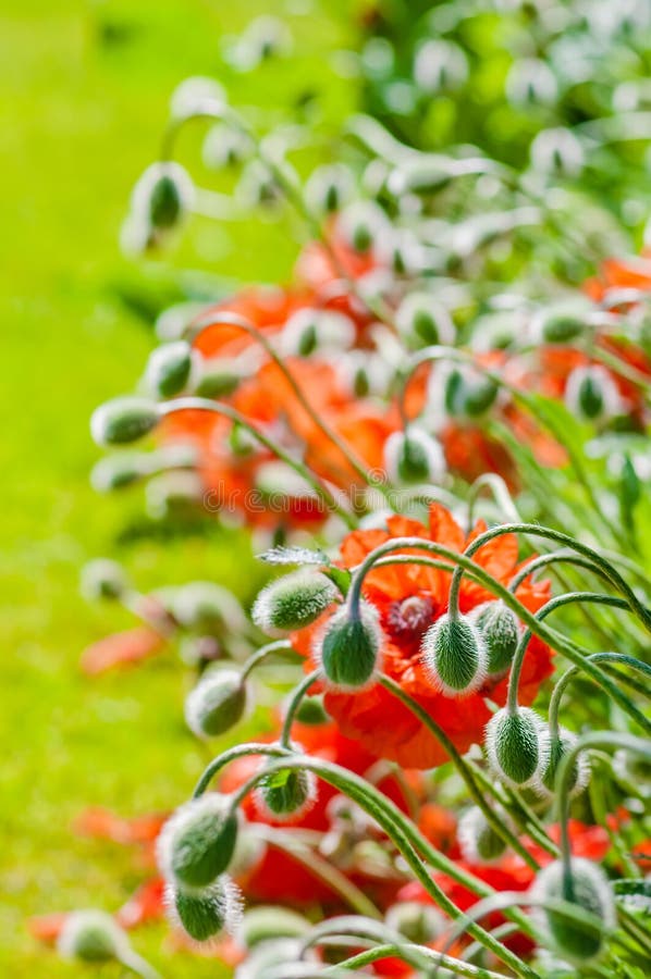 Mohnblumenknospen und -blumen roten des Blütenfrühjahres in der vibrierenden bunten und orange natürlichen Anlage lizenzfreies stockbild Mohnblumenknospen und -blumen roten des Blütenfrühjahres in der vibrierenden bunten und orange natürlichen Anlage lizenzfreies stockbild