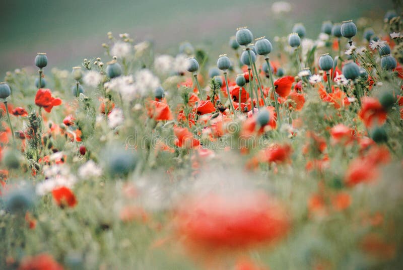 Mixed poppy field in late summer. Mixed poppy field in late summer