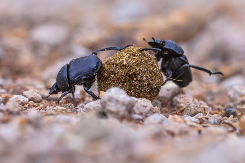 moiling starke Mistkäfer, die Herausforderungen gegenüberstellen lizenzfreies stockbild moiling starke Mistkäfer, die Herausforderungen gegenüberstellen lizenzfreies stockbild
