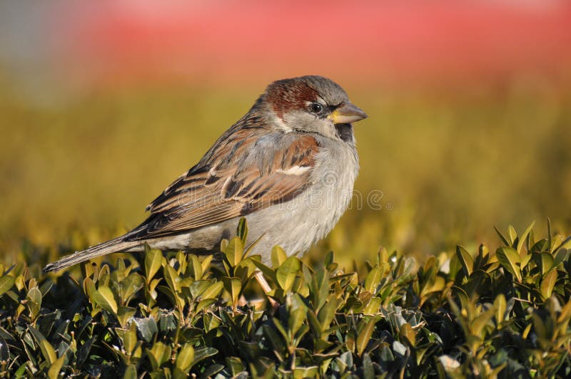Sparrow, House Sparrow, Passer domesticus. Sparrow, House Sparrow, Passer domesticus