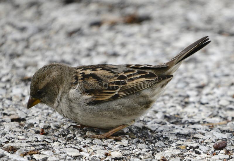 Moineau de champ images libres de droits Moineau de champ images libres de droits