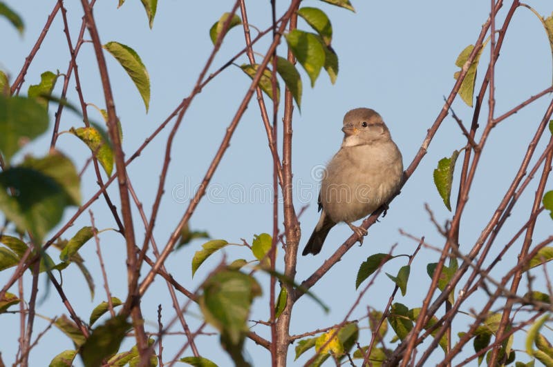 Moineau femelle attentif sur une brindille photos libres de droits Moineau femelle attentif sur une brindille photos libres de droits