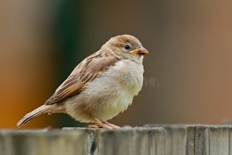 Juvenile Sparrow (Passer domesticus) on a wooden fence. Juvenile Sparrow (Passer domesticus) on a wooden fence