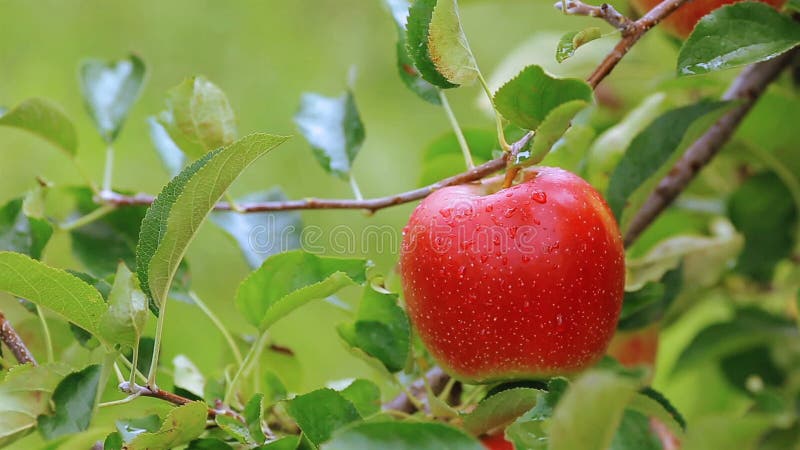 Moisson des pommes dans le champ de pommiers banque de vidéos