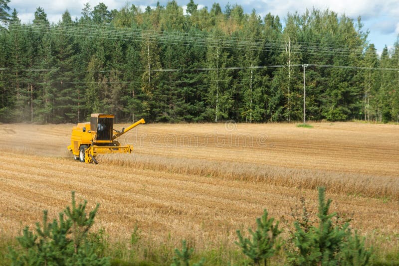 Moissonneuse de cartel jaune dans l'action sur le champ de blé La moisson est le processus de recueillir une culture m?re des cha photographie stock Moissonneuse de cartel jaune dans l'action sur le champ de blé La moisson est le processus de recueillir une culture m?re des cha photographie stock