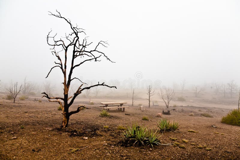 Mojave desert