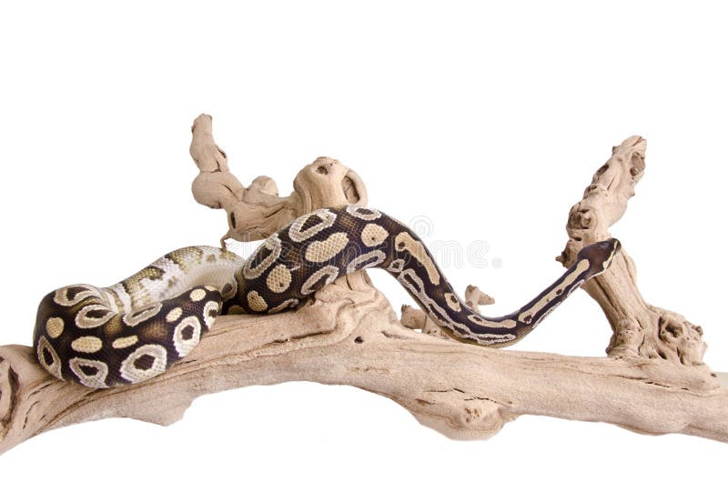 Mojave Royal Python royalty free stock photos